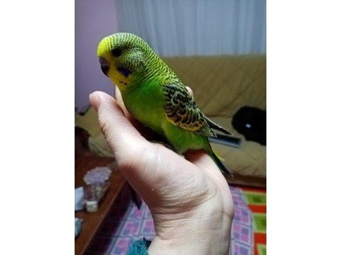 Ev üretimi yavru muhabbet kuşlar