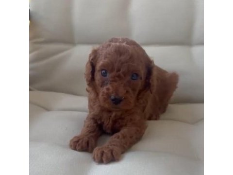 Toy poodle minik şekerler