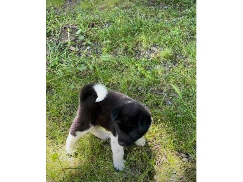 Amerikan akita yavrular