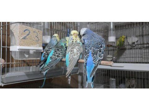 Show jumbo yavru ve yetişkin muhabbet kuşu