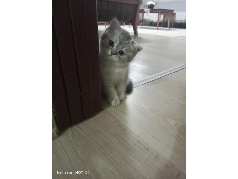 British shorthair silver yavrular