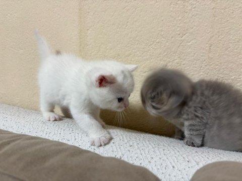 British shorthair yavrularımız