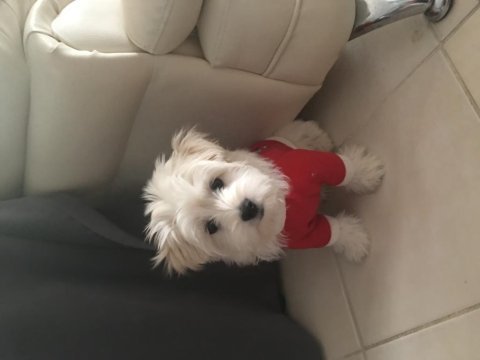 9 aylık 3.5 kg maltese erkek