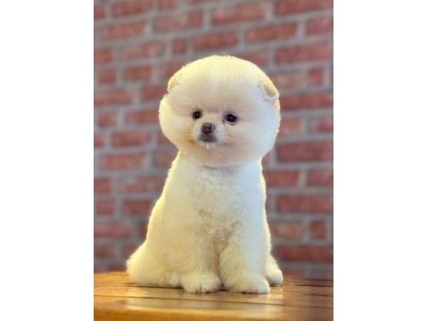 Dünyalar tatlısı ayı surat pomeranian boo