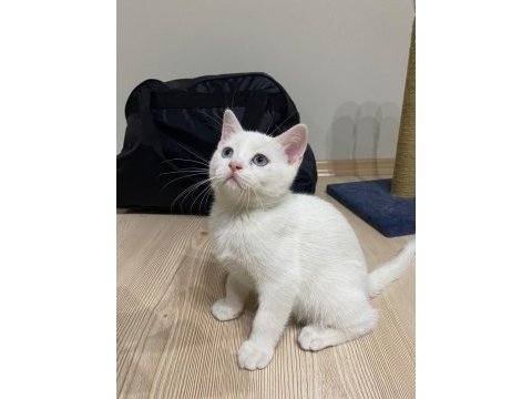 Beyaz tüylü mavi gözlü british shorthair