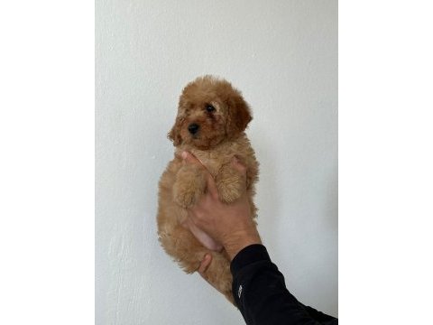 1 erkek 2 dişi poodle yavrularımız