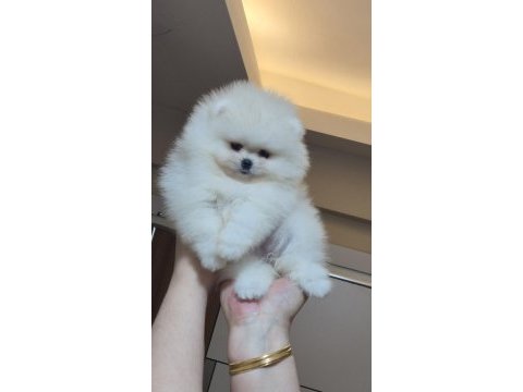 Üst kalite 1 dişi 1 erkek orijinal ırk teacup pomeranian