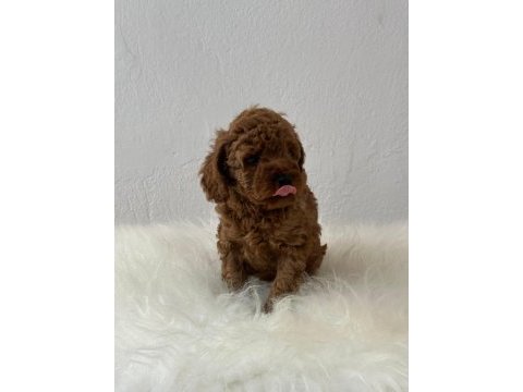 Sevimli toy poodle yavrular