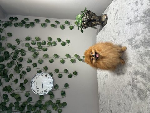 Fcı şecereli teddy face kusursuz pomeranian boo