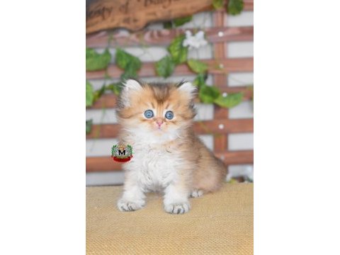 British longhair erkek kedimiz