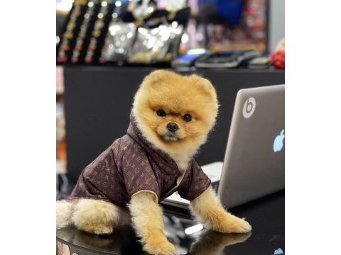 Yavru köpeğimiz pomeranian boo