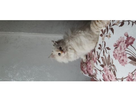 Minnoş scottish fold longhair golden safkan yavru
