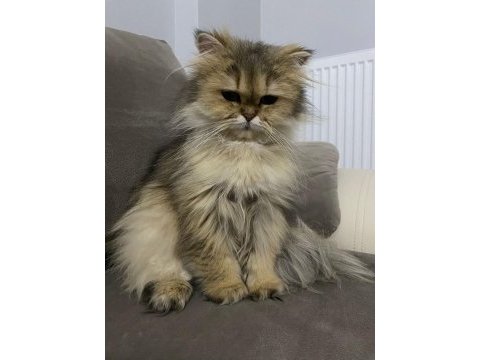 3 aylık safkan british longhair yavru