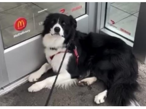 Yetişkin temel düzey eğitimli border collie