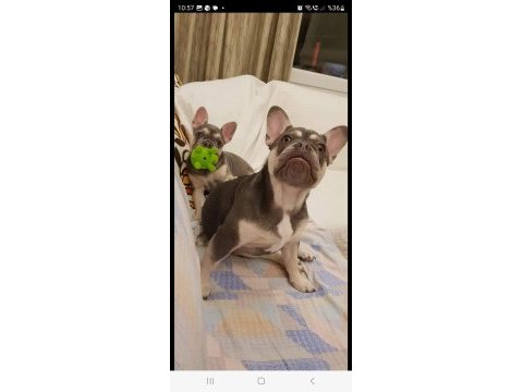 French bulldog yetişkin