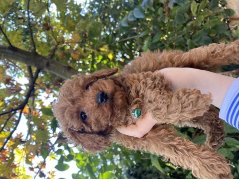 Güzel toy poodle bebekler teslime hazır