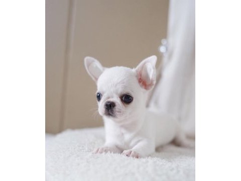 Mini elma kafa küt burun chihuahua bebekler