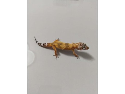Leopard geckomuz
