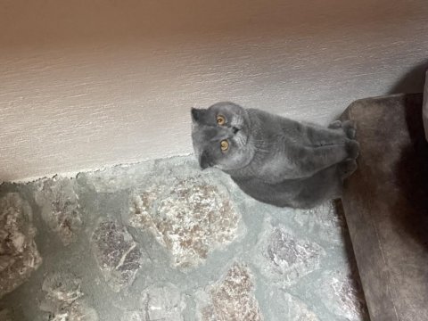 Scottish fold kedimize eş arıyoruz