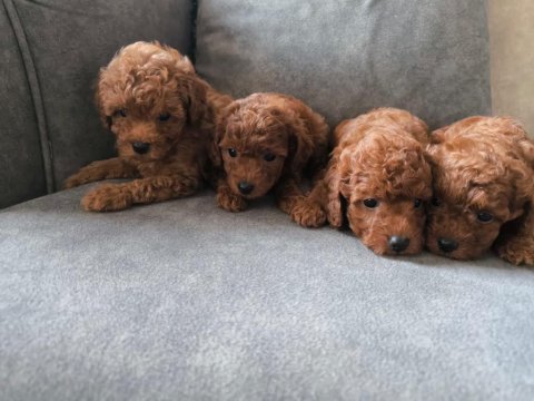 Poodle yavrularımız