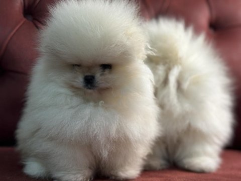 Ultra kalite pomeranian boo yavrularımız