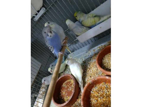 12 adet yeni yavru muhabbet kuşu
