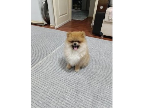 4 aylık pomeranian boo erkek
