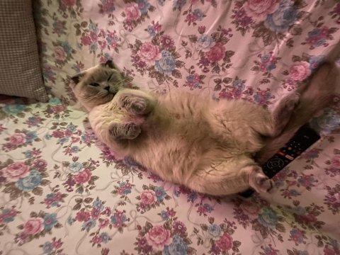 Taşınmak zorunda olduğumdan scottish fold