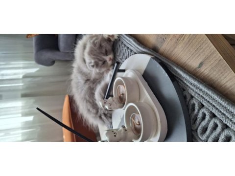 Bicolor dişi 3 aylık scottish fold