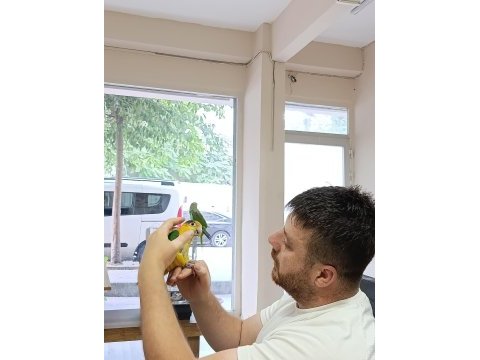 Yavru kayık papağanı
