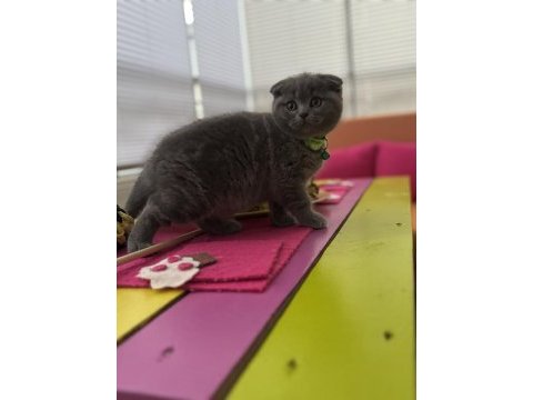 Scottish fold erkek kedimiz