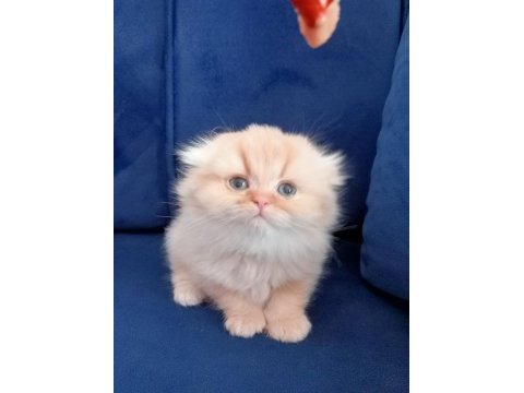 Scottish fold longhair kedimiz