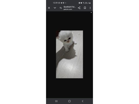 Scottish fold kedimiz