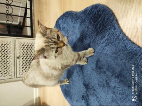 10 aylık dişi british shorthair