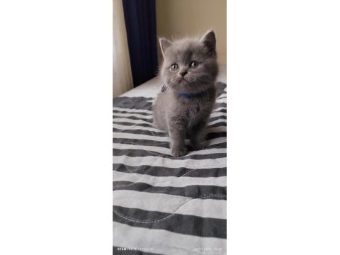 Bizde geldik - british shorthair kediler