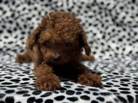 Çık özel tea cup kore poodle yavrularımız