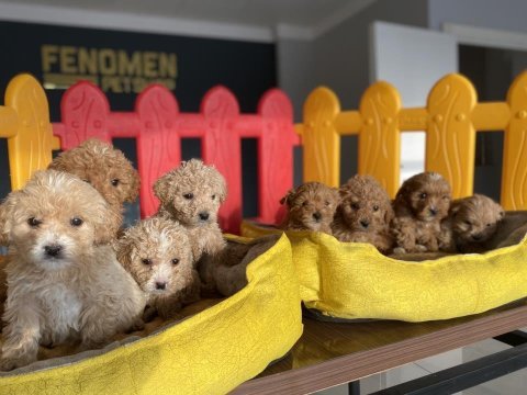Yeni first clas maltipo yavrulr her ile aynı gün teslm 