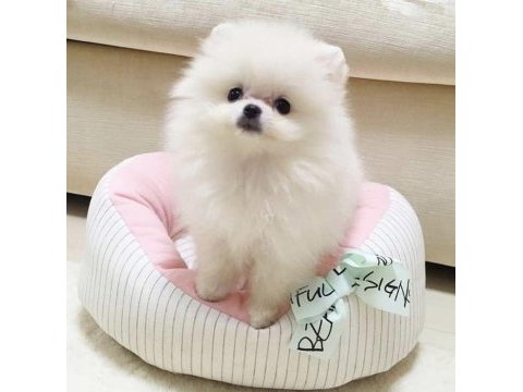 Mersinde en güzel pomeranian yavrular