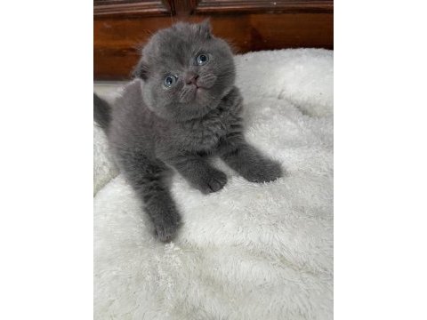 Scottish fold yavrular