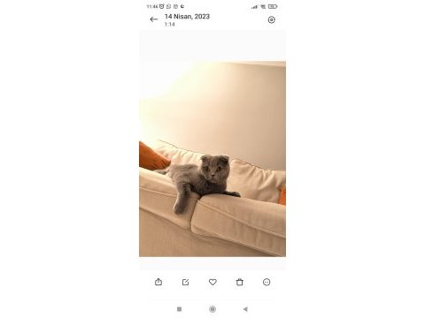 Scottish fold kedi