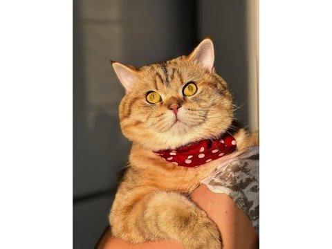 Kedi eş bulma british shorthair