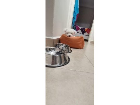 Sahibinden maltese terrier 3 aylık