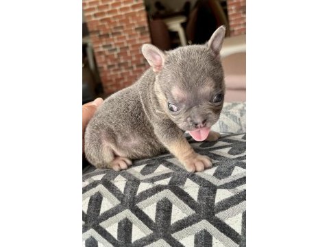 Fluffy french bulldog dişiler