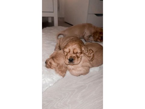 Baby face american cocker yavrularımız