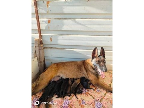 A kalite malinois beslemek isteyenler buyursun