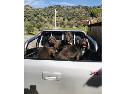 A kalite cane corso yavrularım