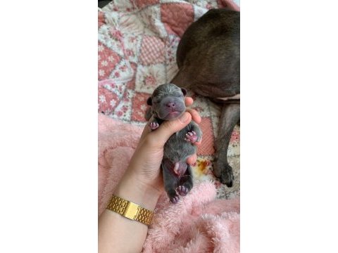 Anne blue - baba blue tan french bulldog yavrular