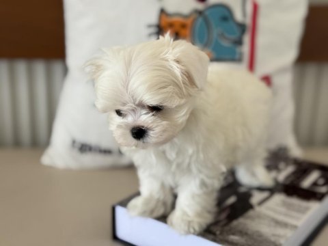 Petmode köpek çiftliğinde tea cup kore kan maltese