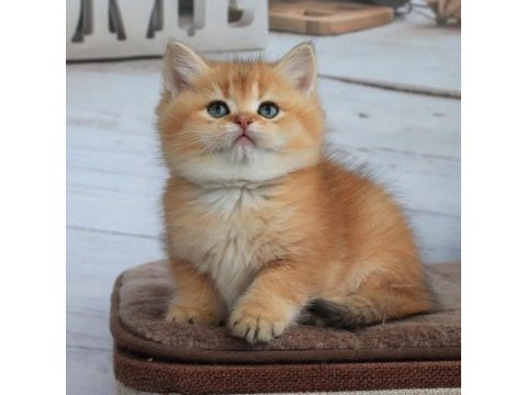 British shorthair yavruları