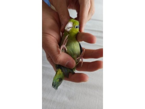 Yavru forpus papağanları
